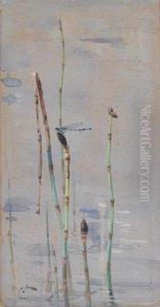 The Demoiselle - view 1