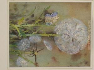 Dandelion Dandelion