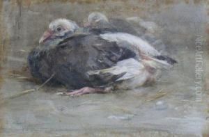 Young Pigeons Young Pigeons