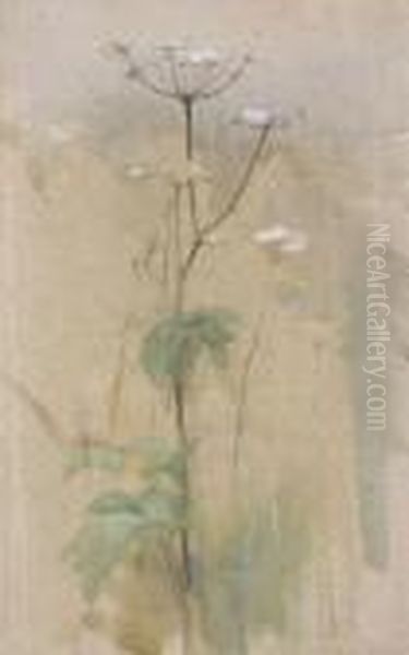 Cow Parsley - view 1