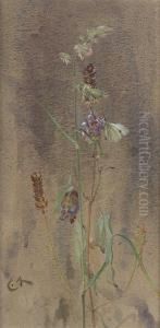 Prunella And White Butterfly by Edwin Alexander