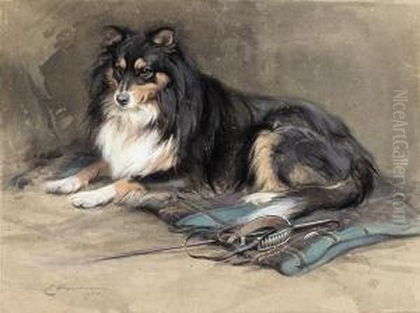A Collie - view 1