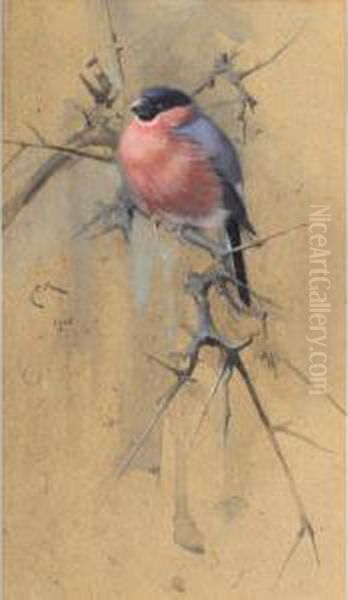 Bullfinch On Twigs - view 1