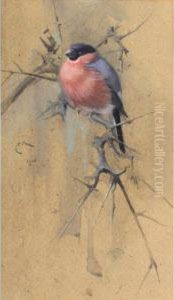 Bullfinch On Twigs Bullfinch On Twigs
