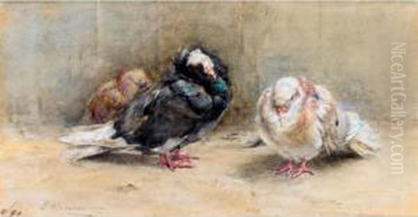 A Trio Of Sleeping Pigeons - view 1