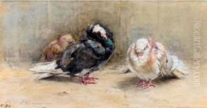 A Trio Of Sleeping Pigeons A Trio Of Sleeping Pigeons