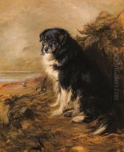 A Collie On Watch - view 1