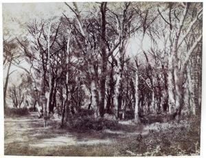 Etude D'arbres