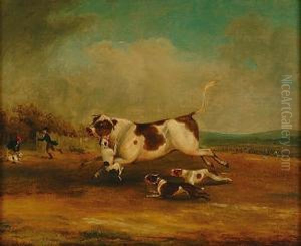 Bull Baiting - view 1