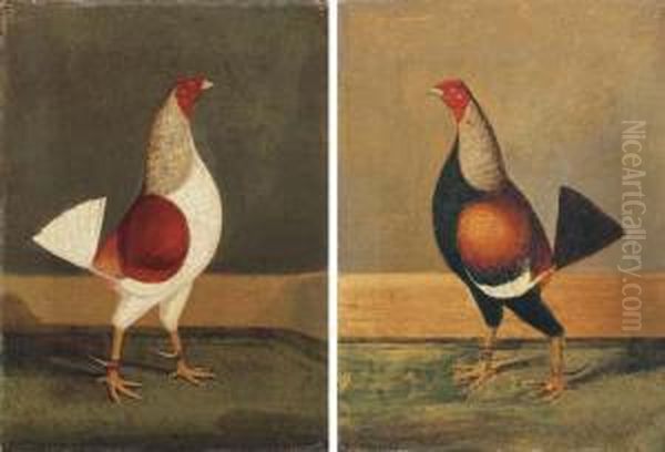 Fighting Cocks - view 1