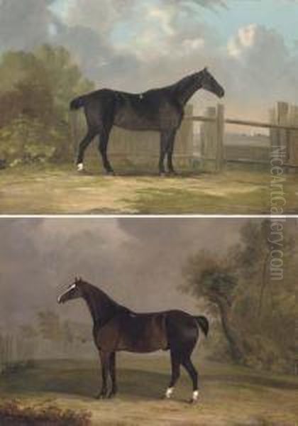 Dark Bay Hunters In Their Paddocks - view 1