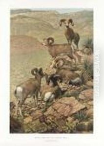 Authenticated World Record Big Game Animals Of North America, Wilderness World Limited by Archer Robert Altermatt