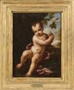 Bacco Bambino