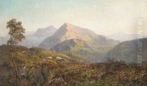 Sheep in a Highland landscape, evening