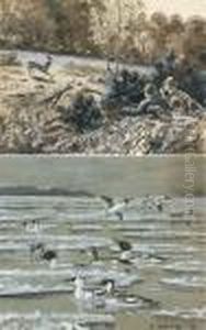 Le Busard Des Roseaux Et La Cane Effrayee, La Chasse A L'approche, Herles Bievre