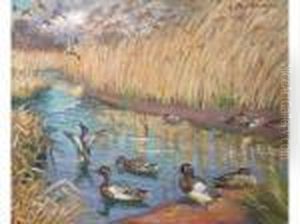 Canards Sur Un Etang Canards Sur Un Etang