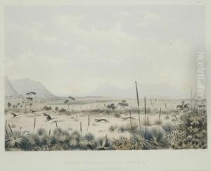Kangaroo Hunting Near Port Lincoln