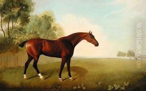 A Bay Horse in a Field, 1778