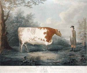 The Durham Ox, 1802