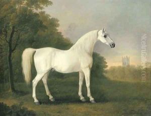 Mambrino, a grey stallion in a wooded landscape