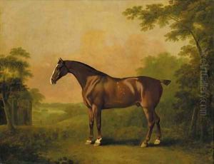 Samson, a liver chestnut hunter, in a wooded landscape by John Boultbee