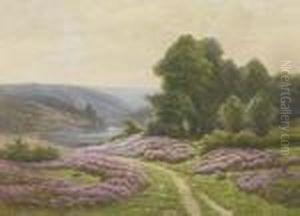Heather Flowering In A Valley