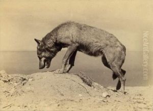 Six Instantanes Photographiques Animaliers