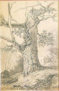 Gran Arbol by Joaquin Araujo Y Ruano