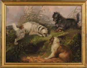 Terriers Ratting