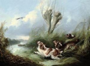Spaniels Chasing A Mallard In Flight