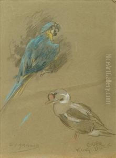Eider Kingduck - view 1