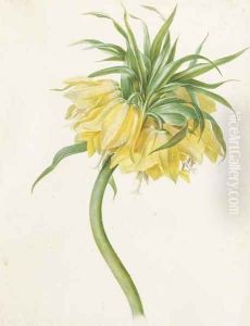 Fritillaria imperialis (Crown Imperial) by Josef von Brandt