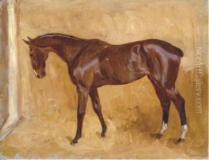 Cheval Dans Son Box
