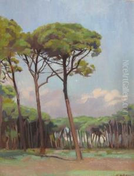 Padurea De Pini - view 1