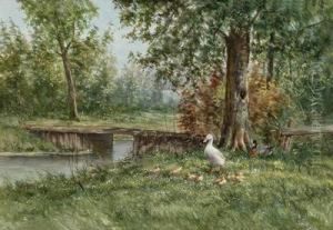 Enten An Einem Bach