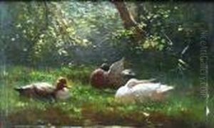 Ducks Seated On A Grassy Bank