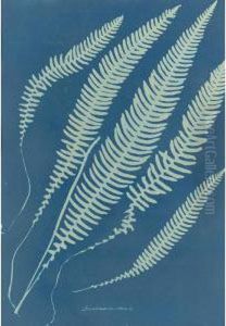 Blechnum Boreale