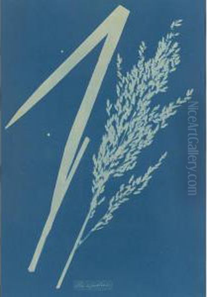 Poa Aquatica - view 1