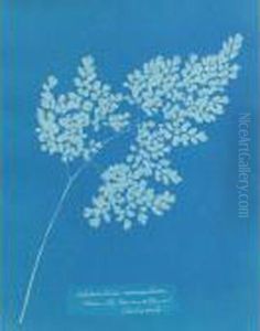 ``adiantum Cuneatum (from The Conservatory At Chatsworth)'