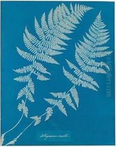 Athysium Molle by Anna Atkins