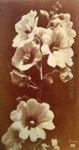 Fleurs Annees 1870 Fleurs Annees 1870