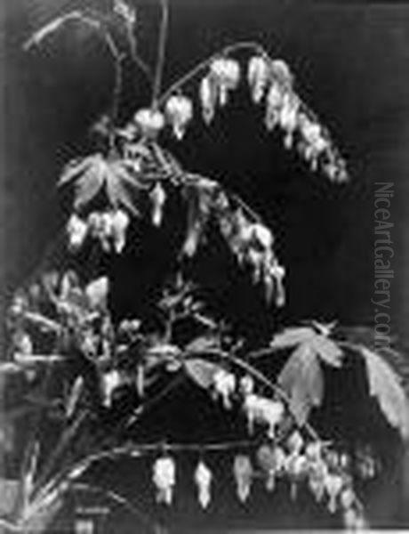 Bleeding Heart - view 1