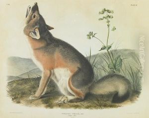 Swift Fox by John James Audubon