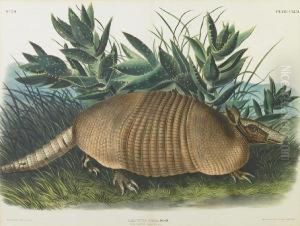 Nine-banded Armadillo by John James Audubon