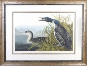 Great Northern Diver Or Loon by John James Audubon