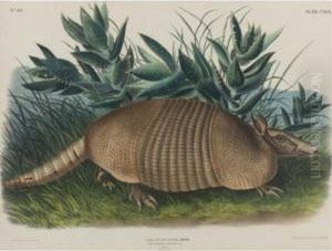 Nine-banded Armadillo, Male by John James Audubon