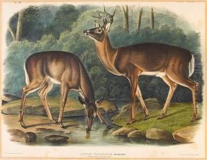 Common Or Virginian Deer. Old Male & Female by John James Audubon