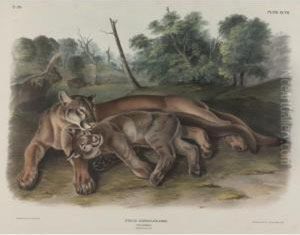 The Cougar by John James Audubon
