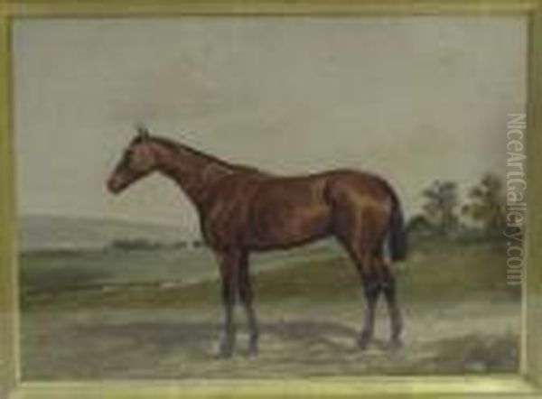 Cheval Bai En Pieds, Tete A Gauche. - view 1