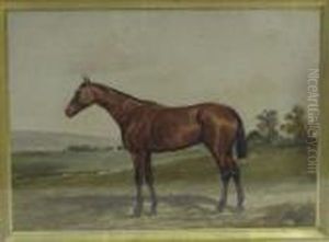 Cheval Bai En Pieds, Tete A Gauche. Cheval Bai En Pieds, Tete A Gauche.